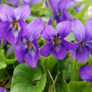 Meet your Posher, Maggie